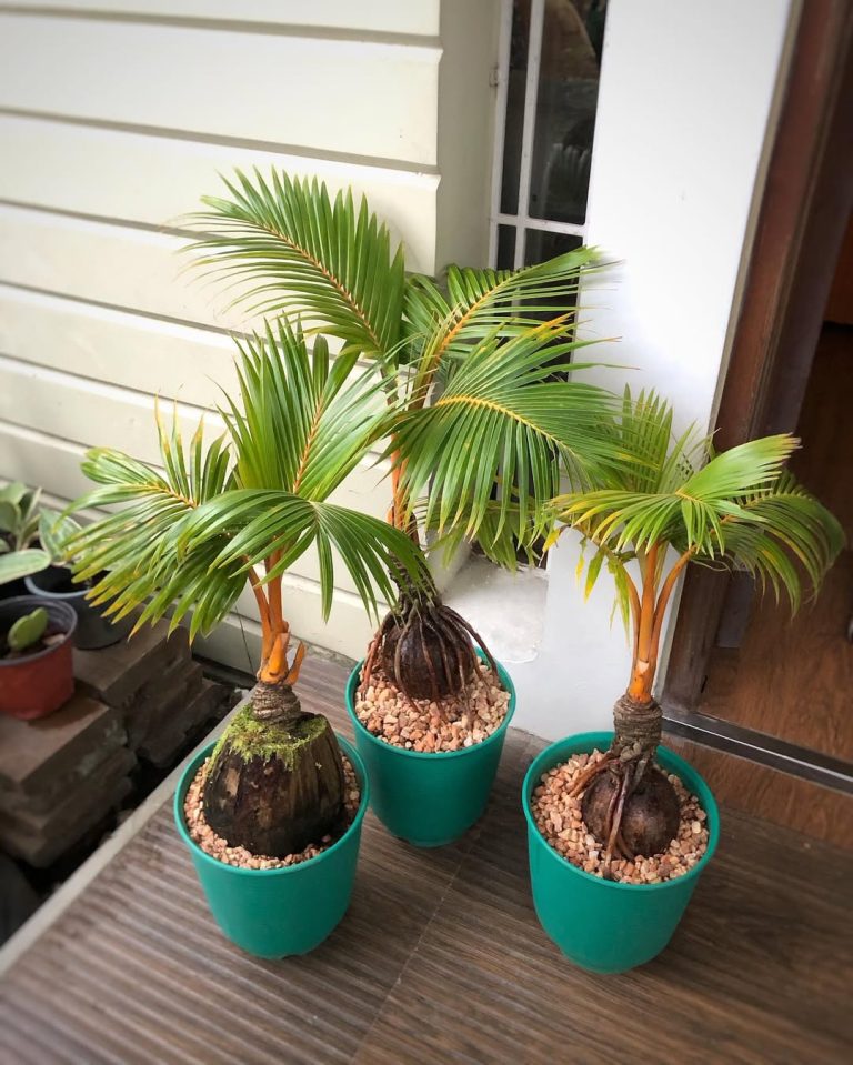 Bonsai Kelapa: Tambahkan Kecantikan dan Kesan Hangat ke Rumah Anda!