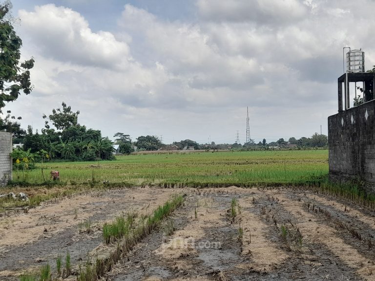 Alih Fungsi Lahan Sawah Meningkat di Bantul, Bupati Dorong Naikkan Produksi