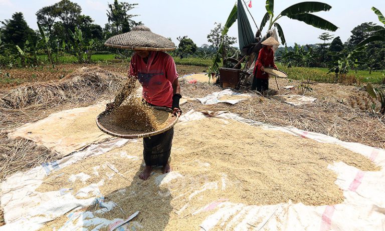 Pemkab Purwakarta Menargetkan Produksi Beras Kering Panen Hingga 100 Ton Lebih pada Akhir Tahun