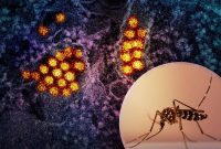 Attachment for Mengapa DBD Kedua Lebih Berbahaya?