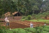 Attachment for Bukan Hanya Padi, Kangkung Jadi Bentuk Perlawanan Pak Uyep