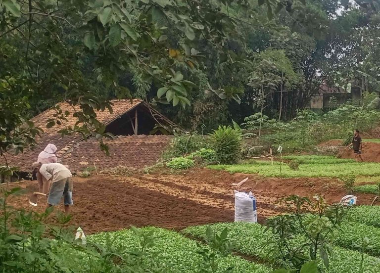Bukan Hanya Padi, Kangkung Jadi Bentuk Perlawanan Pak Uyep