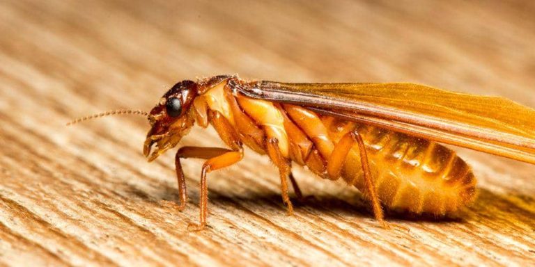 5 Fakta Menarik tentang Kupu-Kupu yang Tertarik Cahaya Lampu dan Siklus Hidupnya