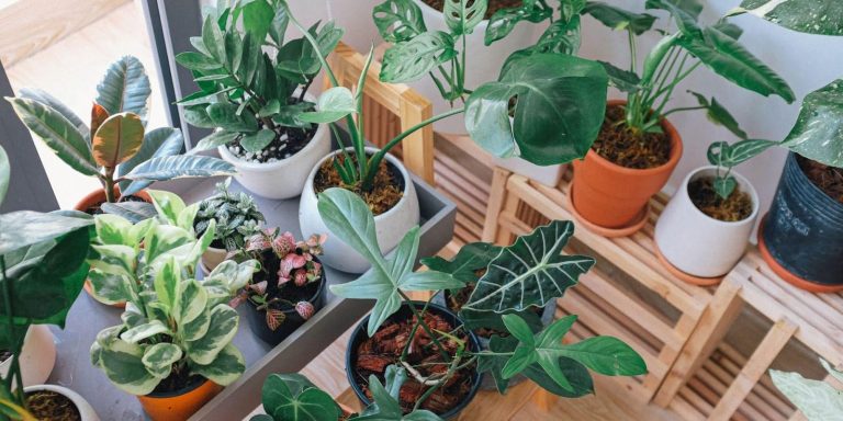 Rekomendasi tanaman hias daun cantik kekinian 2026 untuk rumah yang lebih hidup dari pothos hingga ZZ plant