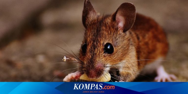 6 cara alami mengusir tikus dari kamar tanpa racun