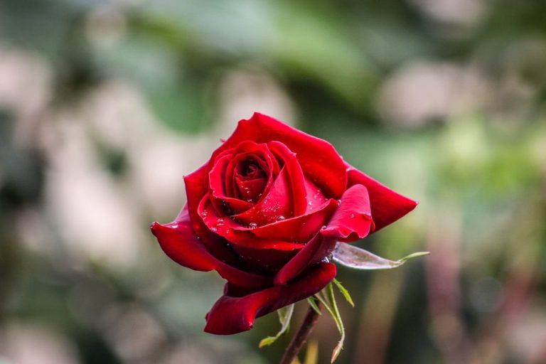 Makna bunga mawar menurut warna: Merah hingga ungu