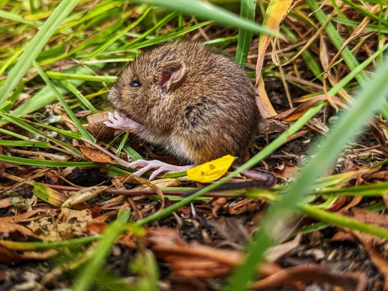 Cara mencegah hama tikus dari merusak kebun Anda