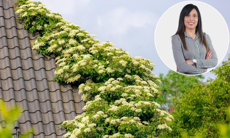 Tumbuhan hydrangea merambat tetangga saya sudah tidak terkendali – bagaimana saya bisa menyelesaikannya?