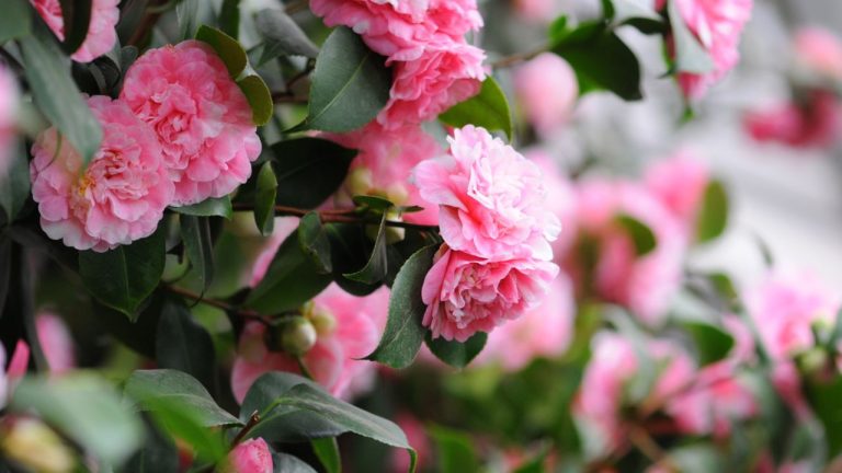 Apa yang dibutuhkan camellia Anda di April – 5 tugas yang didukung ahli untuk bunga yang lebih baik tahun depan